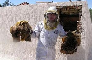 Chandler Bee Removal employee holding removed comb